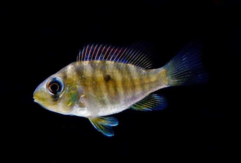 Gymnogeophagus balzanii