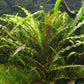 CRYPTOCORYNE SPIRALIS 1 PLANT -Freshwater Aquatic Live Plants