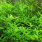 Water Wisteria Hygrophila difformis Live Aquarium Plants