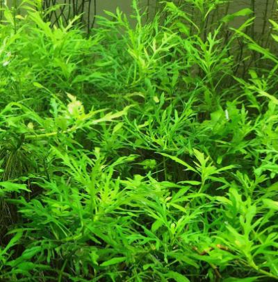 Water Wisteria Hygrophila difformis Live Aquarium Plants