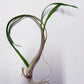 CRYPTOCORYNE SPIRALIS 1 PLANT -Freshwater Aquatic Live Plants