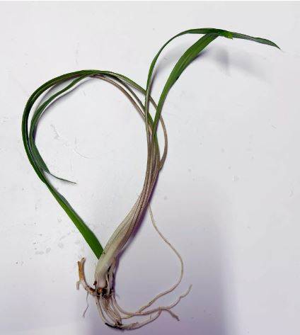CRYPTOCORYNE SPIRALIS 1 PLANT -Freshwater Aquatic Live Plants