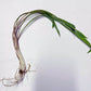 CRYPTOCORYNE SPIRALIS 1 PLANT -Freshwater Aquatic Live Plants