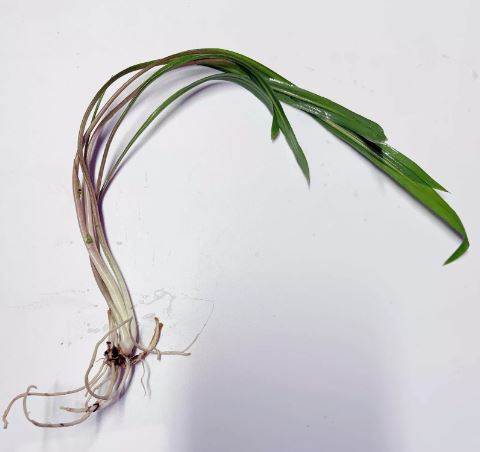 CRYPTOCORYNE SPIRALIS 1 PLANT -Freshwater Aquatic Live Plants