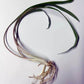 CRYPTOCORYNE SPIRALIS 1 PLANT -Freshwater Aquatic Live Plants