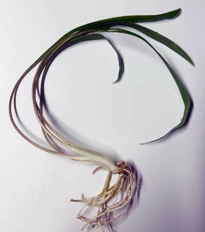 CRYPTOCORYNE SPIRALIS 1 PLANT -Freshwater Aquatic Live Plants