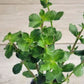 Water Wisteria Hygrophila difformis Live Aquarium Plants