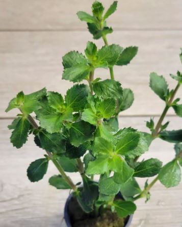 Water Wisteria Hygrophila difformis Live Aquarium Plants
