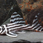 Zebra Pleco 1.0"-1.5"