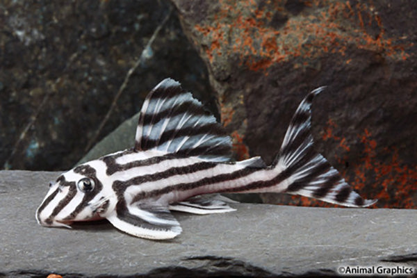 Zebra Pleco 1.0"-1.5"