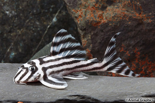 Zebra Pleco 1.0"-1.5"
