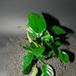 ANUBIAS BARTERI "BROAD LEAF"-Freshwater Aquatic Live Plants