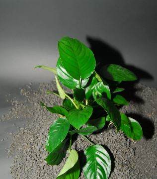 ANUBIAS BARTERI "BROAD LEAF"-Freshwater Aquatic Live Plants