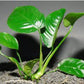 ANUBIAS BARTERI "BROAD LEAF"-Freshwater Aquatic Live Plants