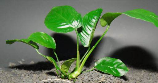 ANUBIAS BARTERI "BROAD LEAF"-Freshwater Aquatic Live Plants