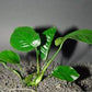 ANUBIAS BARTERI "BROAD LEAF"-Freshwater Aquatic Live Plants