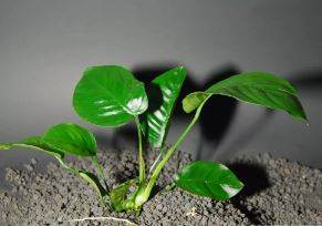 ANUBIAS BARTERI "BROAD LEAF"-Freshwater Aquatic Live Plants