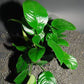 ANUBIAS BARTERI "BROAD LEAF"-Freshwater Aquatic Live Plants
