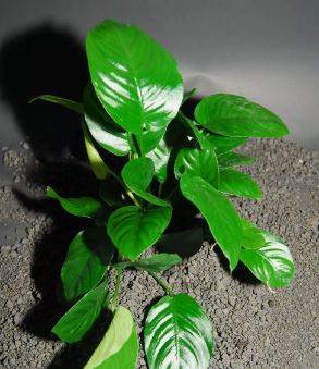 ANUBIAS BARTERI "BROAD LEAF"-Freshwater Aquatic Live Plants