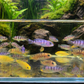4 Assorted Mbuna