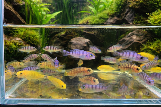 4 Assorted Mbuna
