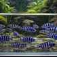 3 Demasoni Cichlid 1"