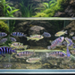 4 Kenyi Cichlid