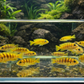 4 Bumblebee Cichlid