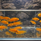 4 Red Zebra Cichlid