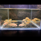 4 Albino Red Top Zebra Cichlid