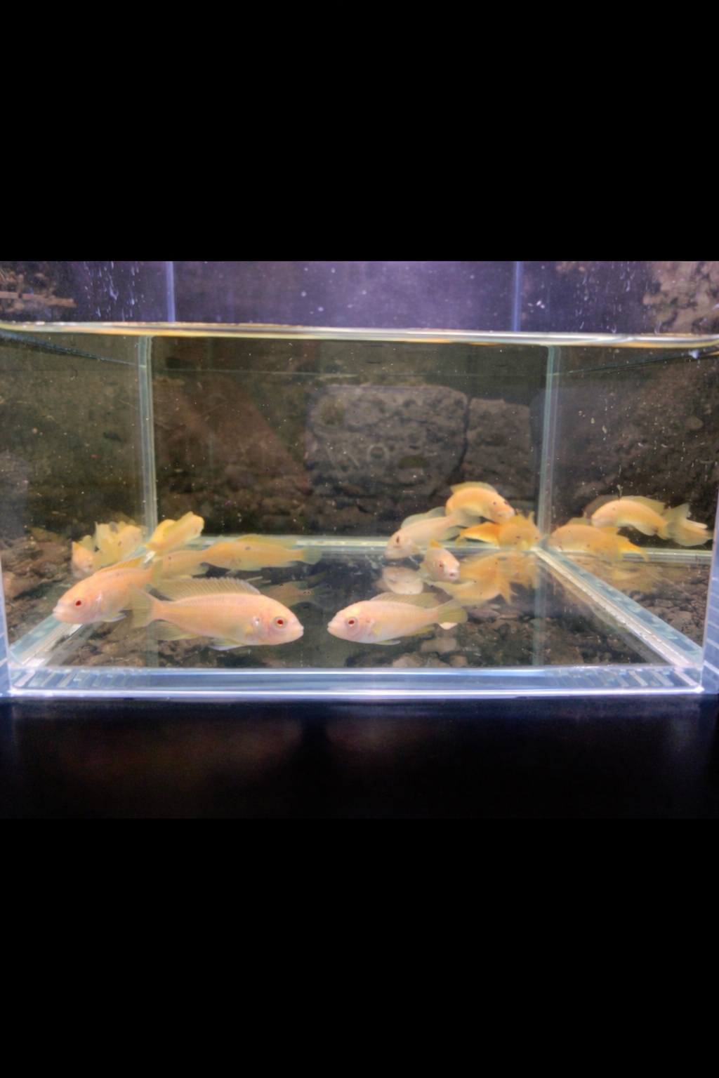 4 Albino Red Top Zebra Cichlid