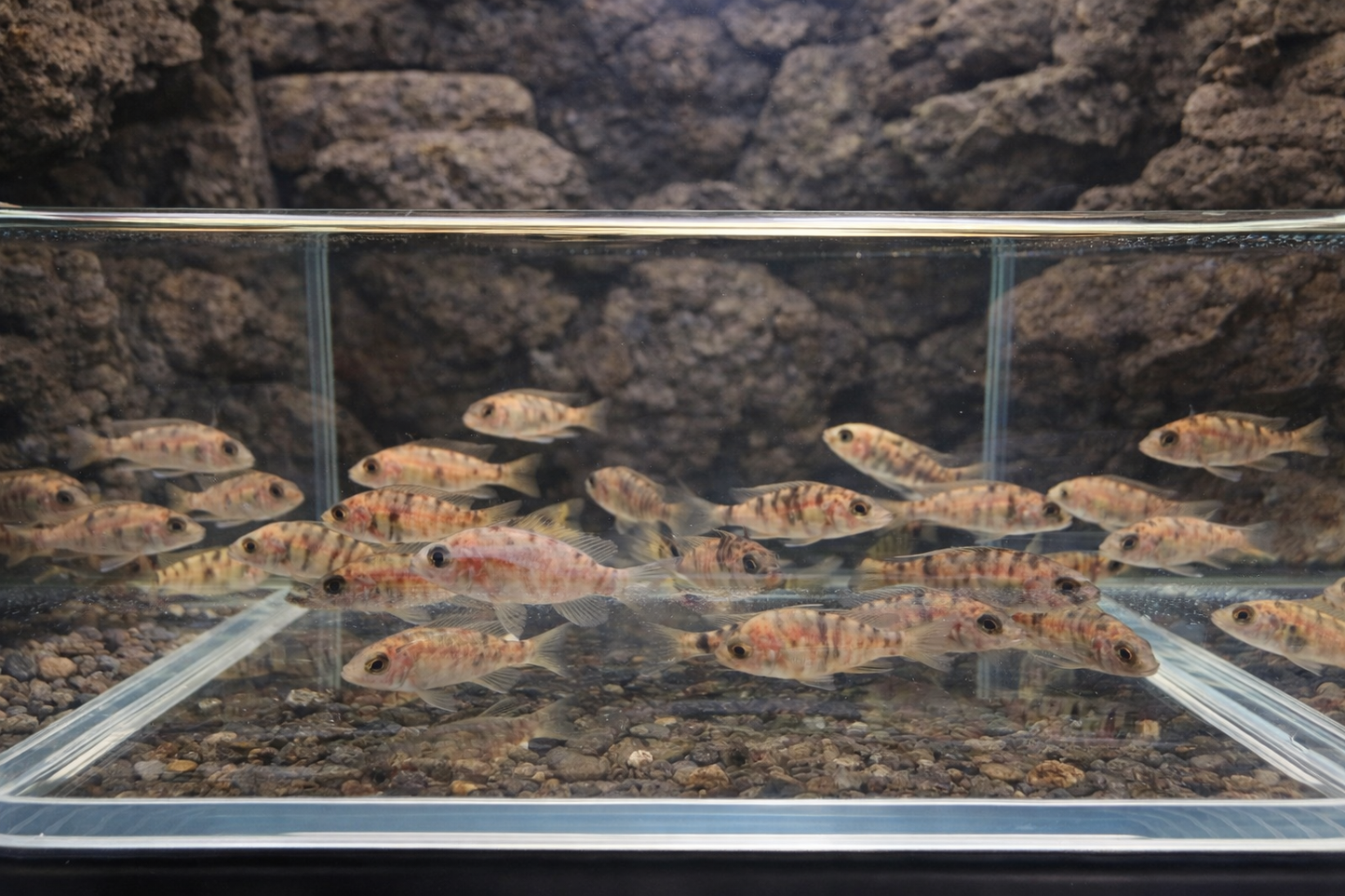 4 OB Raspberry Peacock