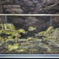 4 Venustus