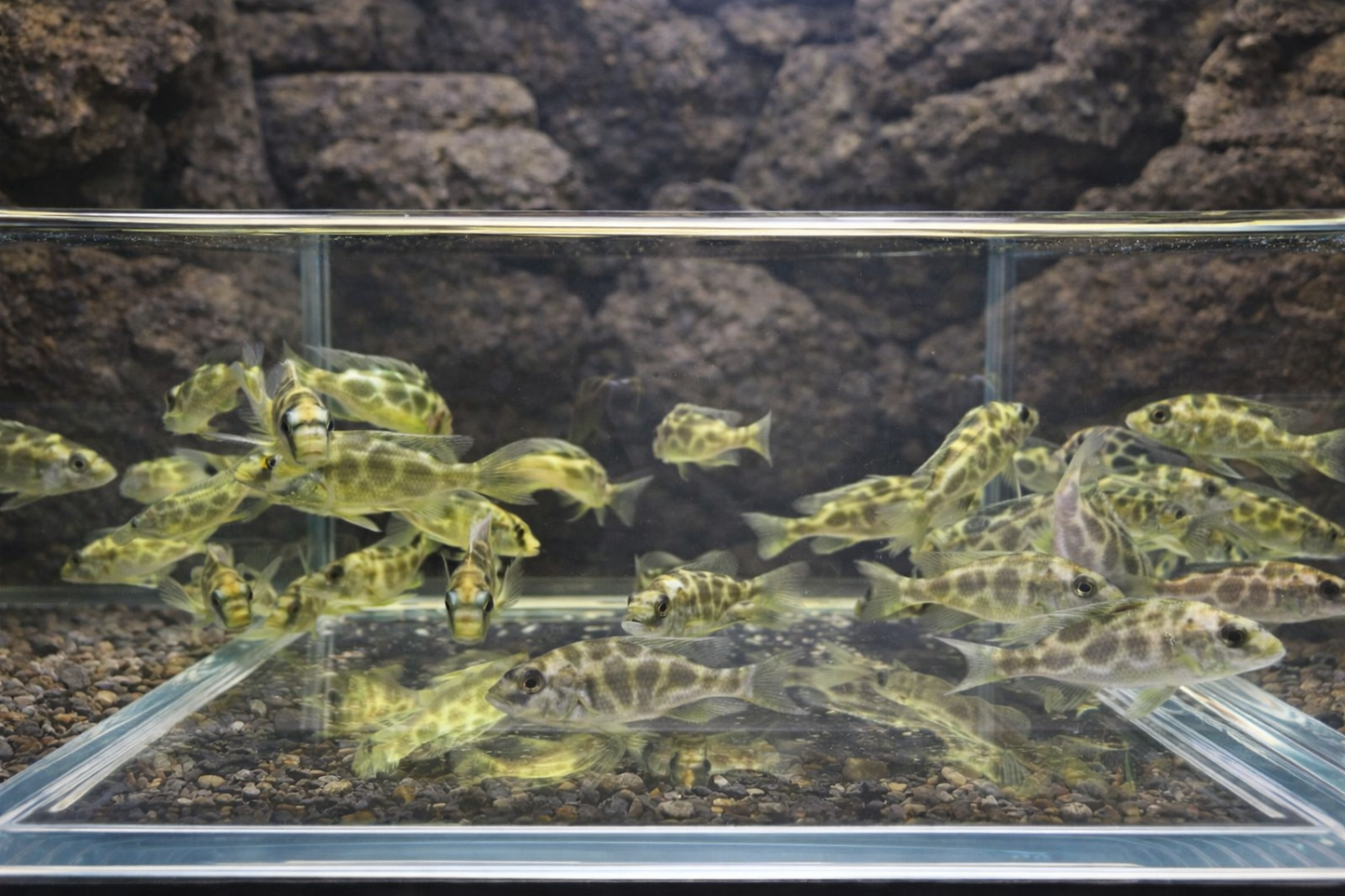 4 Venustus