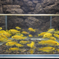 4 Electric Yellow 1.25"