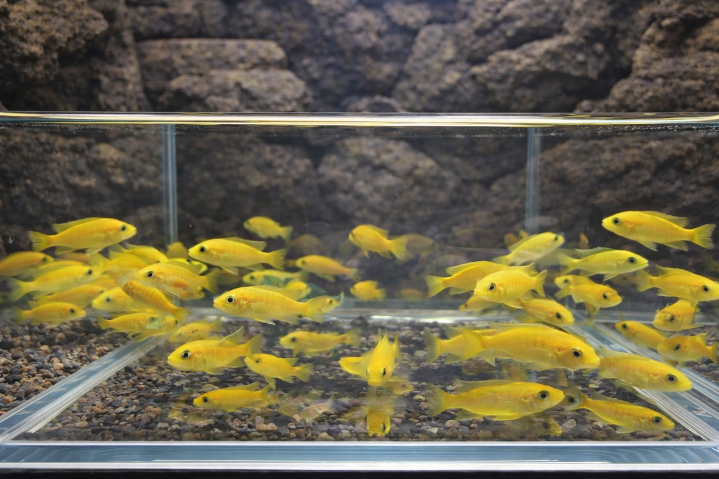 4 Electric Yellow 1.25"