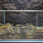 6 Kribensis