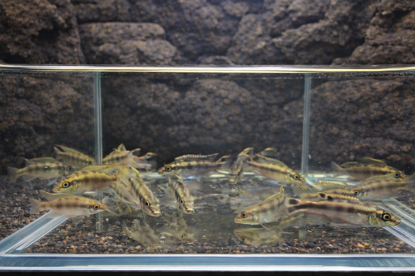 6 Kribensis