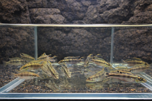 6 Kribensis