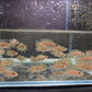 Neolamprologus similis- Zebra Shell Dweller (1.5"-2")