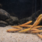 3 Gold Chinese Algae Eater