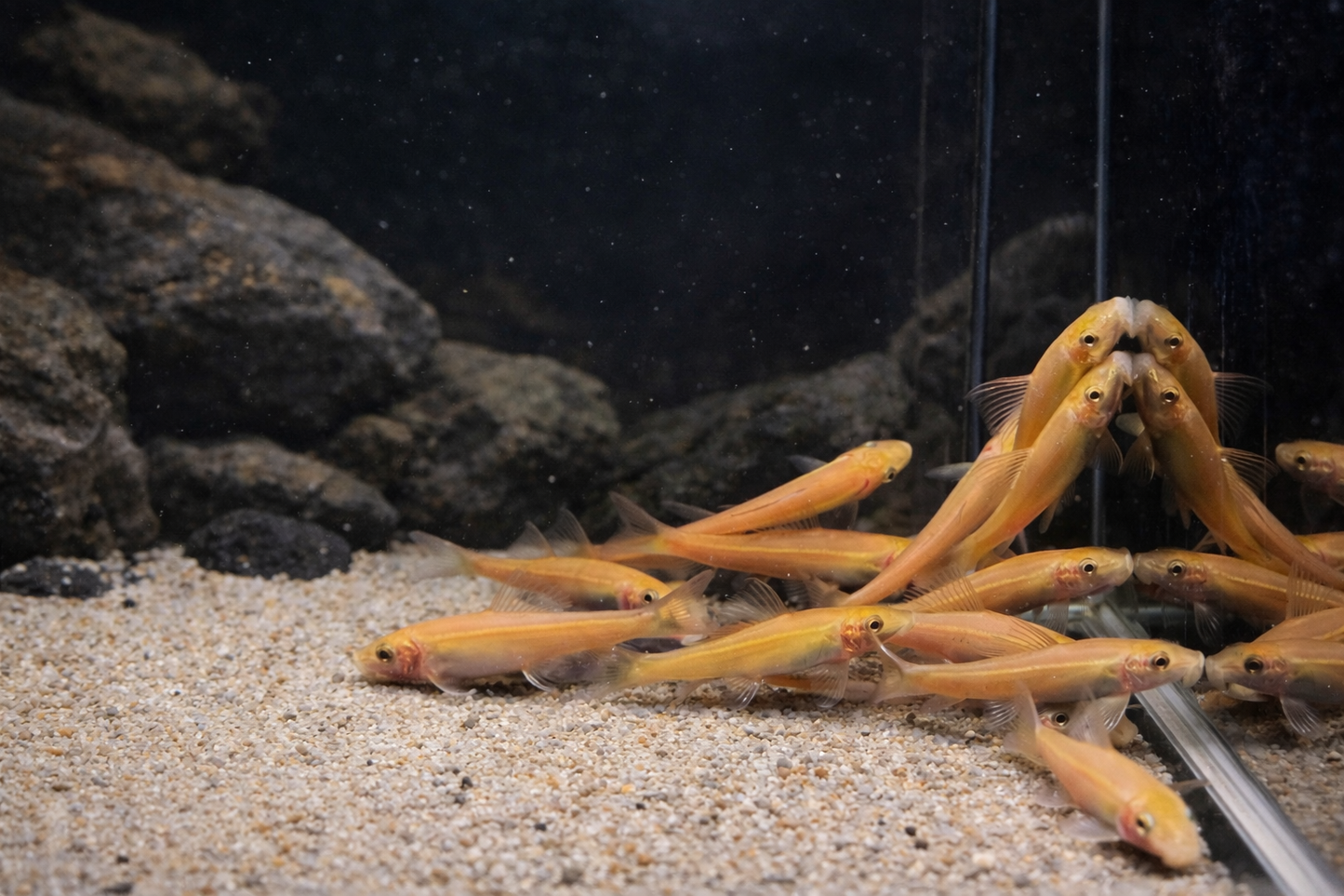 3 Gold Chinese Algae Eater