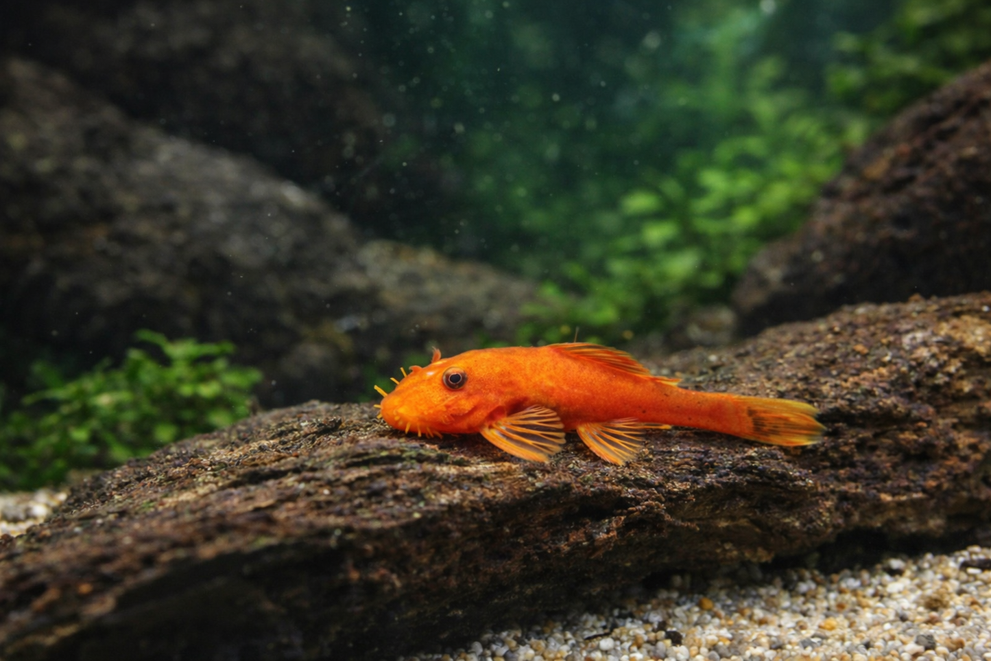 3 Super Red Bushy Nose Pleco (1 inch)