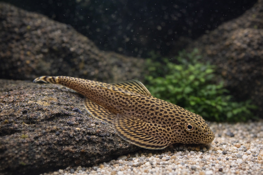 2 Hillstream Loach / Chinese Butterfly Pleco (Size M)