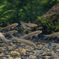 6 Doctor Fish