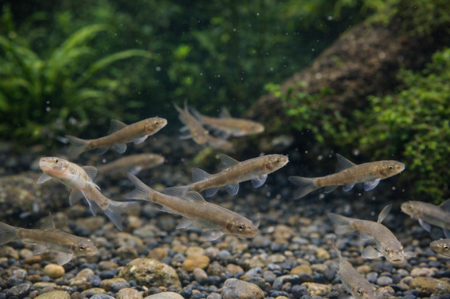 6 Doctor Fish