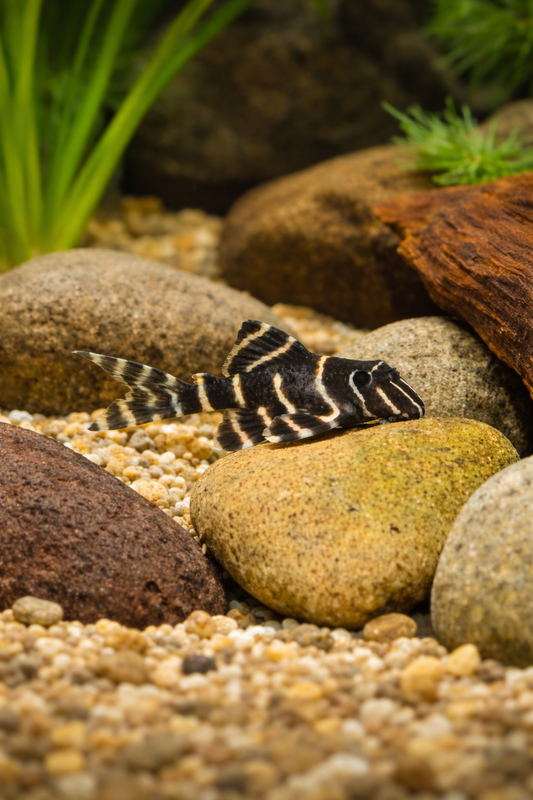 L204 Flash Pleco (1.0-1.5")