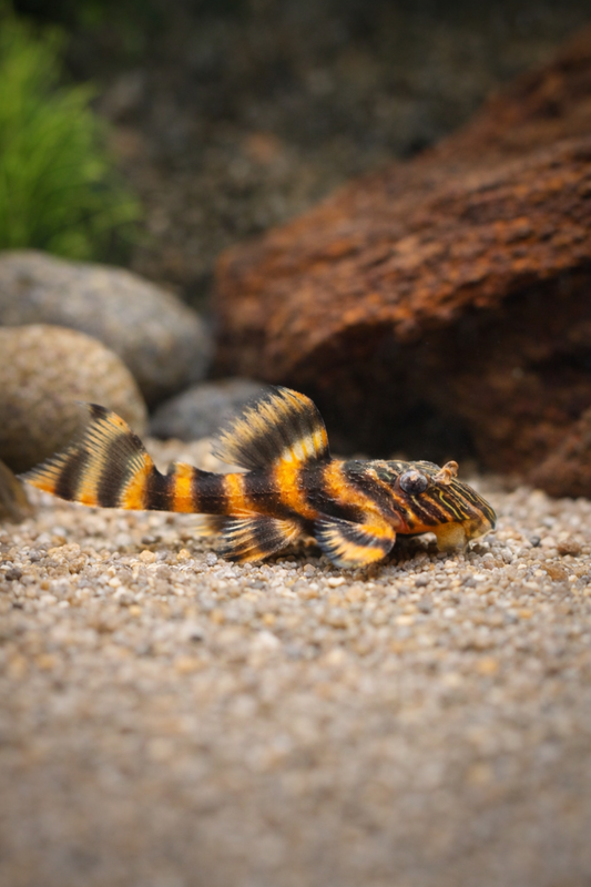 L397 Alenquer Tiger Pleco