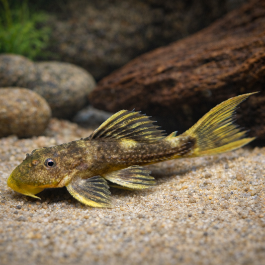 L025 Scarlet Cactus Pleco (1.0-1.5")