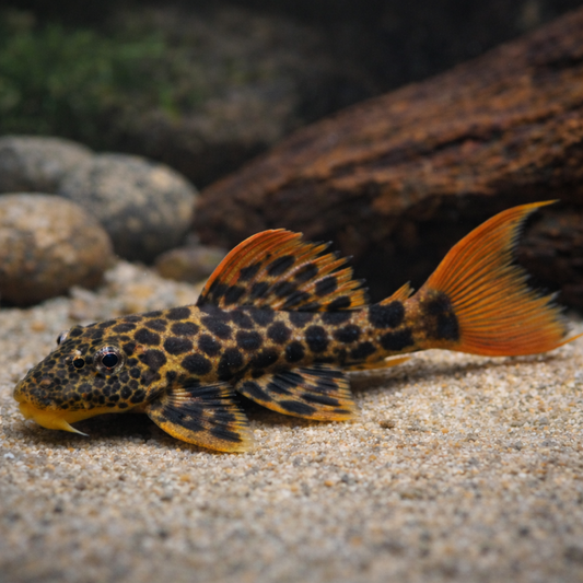 L600 Leopard Cactus Pleco